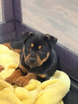 Jolie -  Labrador Retriever and Hound Dog for Adoption in Tarrytown, Georgia - Jolie | PetCurious