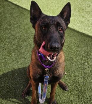 Rescue Belgian Shepherd Malinois Dogs for Adoption in Las Vegas, Nevada - KODA | PetCurious