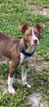 Biggie -  Mixed Breed Dog for Adoption in Ocala, Florida - Biggie | PetCurious