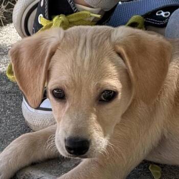 Malcom -  Labrador Retriever Dog for Adoption in Concord, California - Malcom | PetCurious