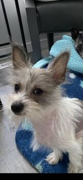 Miley (Cyrus) -  Chinese Crested Dog and Chihuahua Dog for Adoption in Midland, Michigan - Miley (Cyrus) | PetCurious