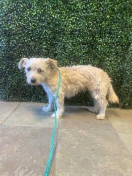 61258162 -  Terrier and Mixed Breed Dog for Adoption in El Paso, Texas - 61258162 | PetCurious
