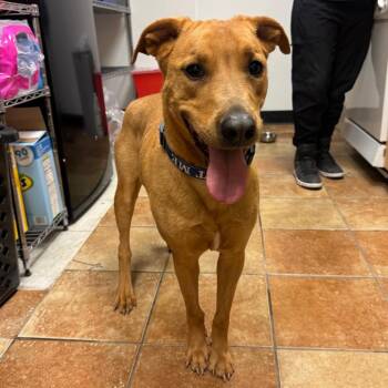 Mixed Breed Dogs Available for Adoption in Midland, Texas - FWT Mollie | PetCurious