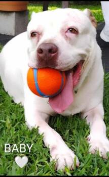 Rescue Mixed Breed Dogs for Adoption in Fort Pierce, Florida - Baby | PetCurious