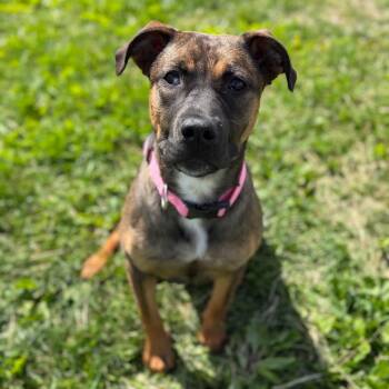 Goldendoodle -  Labrador Retriever and German Shepherd Dog Dog for Adoption in Weldon, Illinois - Goldendoodle | PetCurious
