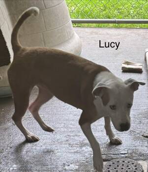 Rescue Pit Bull Terrier Dogs for Adoption in Ulster, Pennsylvania - Lucy | PetCurious