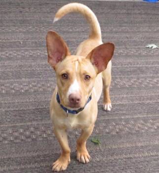 Cody -  Jack Russell Terrier and Corgi Dog for Adoption in Crown Point, Indiana - Cody | PetCurious
