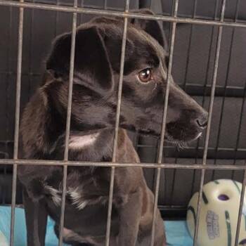 Olive -  Border Collie Dog for Adoption - Olive | PetCurious