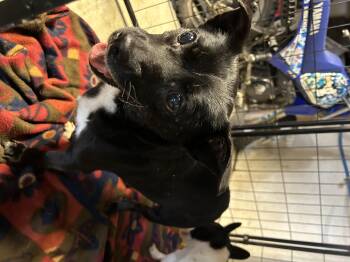 Coco -  Patterdale Terrier Fell Terrier Dog for Adoption in Stahlstown, Pennsylvania - Coco | PetCurious