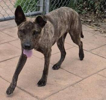 June -  Pit Bull Terrier and German Shepherd Dog Dog for Adoption in Shreveport, Louisiana - June | PetCurious