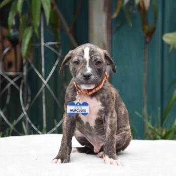 Pit Bull Terrier Dogs Available for Adoption - Hercules | PetCurious