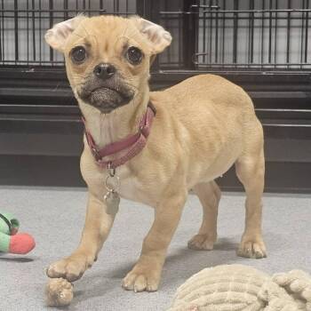 Cricket -  Pug Dog for Adoption in Grafton, Ohio - Cricket | PetCurious
