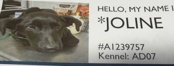 Chihuahua and Terrier Dogs Available for Adoption - Joline | PetCurious