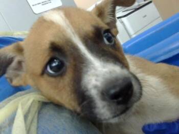 Mixed Breed Dogs Available for Adoption - SNOOPY | PetCurious