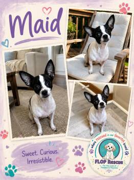 Maid -  Chihuahua Dog for Adoption in Richmond, Virginia - Maid | PetCurious
