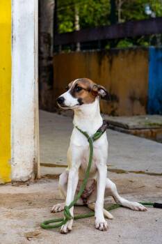 Rescue Whippet and Greyhound Dogs for Adoption in New York, New York - Deena | PetCurious