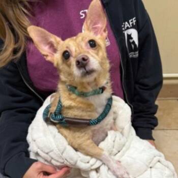 Lili -  Chihuahua Dog for Adoption in Powell Butte, Oregon - Lili | PetCurious