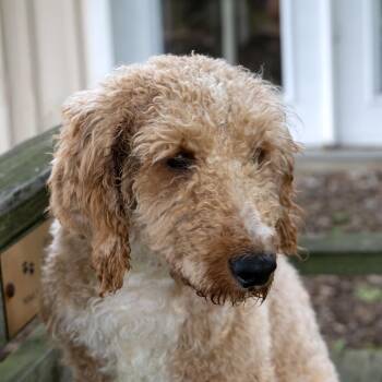Duck -  Poodle and Mixed Breed Dog for Adoption in Mckean, Pennsylvania - Duck | PetCurious