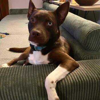Piper-MI -  Chocolate Labrador Retriever and American Staffordshire Terrier Dog for Adoption in Magnolia, Texas - Piper-MI | PetCurious