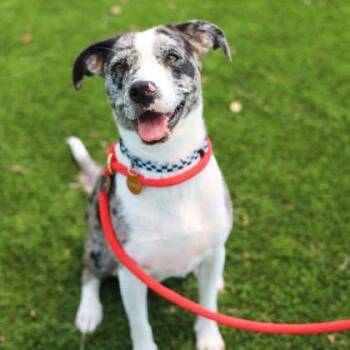Catahoula Leopard Dog and Mixed Breed Dogs Available for Adoption in Atlanta, Georgia - Angelica | PetCurious