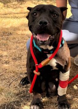 Beebee -  American Bully Dog for Adoption in Durango, Colorado - Beebee | PetCurious