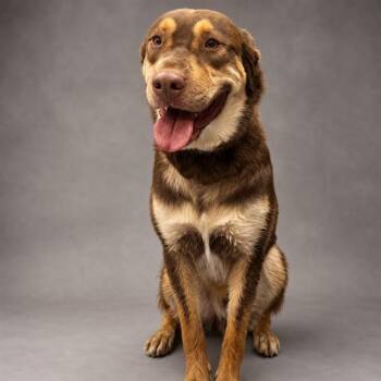 PHILL -  Siberian Husky Dog for Adoption in Thousand Palms, California - PHILL | PetCurious