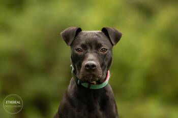 Ivy -  American Bully Dog for Adoption in Wake Forest, North Carolina - Ivy | PetCurious