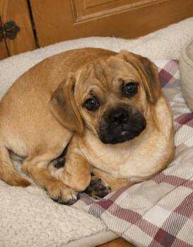 Dusty -  Pug and Beagle Dog for Adoption in Buffalo, New York - Dusty | PetCurious