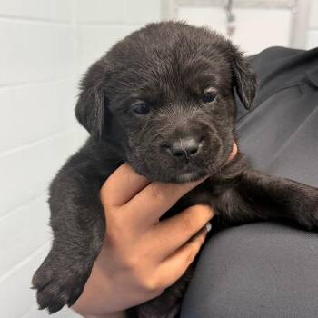 Labrador Retriever Dogs Available for Adoption in Tarboro, North Carolina - 26-225 Karev | PetCurious