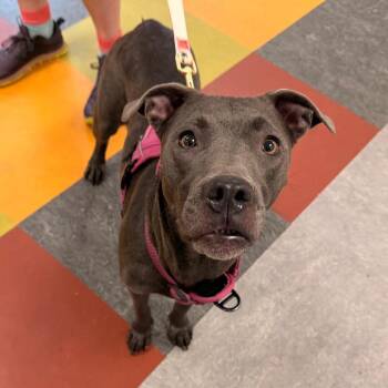 Mona -  Mixed Breed Dog for Adoption in Philadelphia, Pennsylvania - Mona | PetCurious