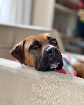 Rescue Boxer Dogs for Adoption in Peconic, New York - Adele | PetCurious