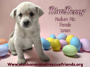 Australian Shepherd and Terrier Dogs Available for Adoption - Blueberry | PetCurious