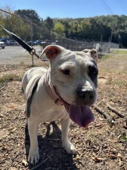 Lulu -  Pit Bull Terrier and Mixed Breed Dog for Adoption in Conway, Arkansas - Lulu | PetCurious