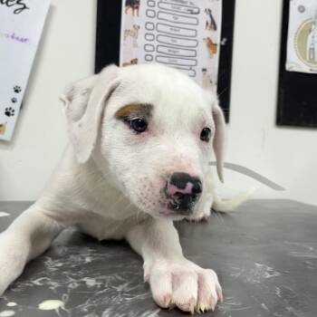 Kylo -  English Bulldog and Mixed Breed Dog for Adoption in Birmingham, Alabama - Kylo | PetCurious