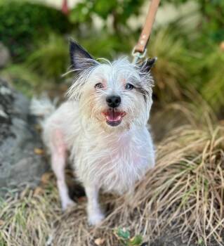 Stellaluna -  Chinese Crested Dog and Yorkshire Terrier Dog for Adoption in Palo Alto, California - Stellaluna | PetCurious