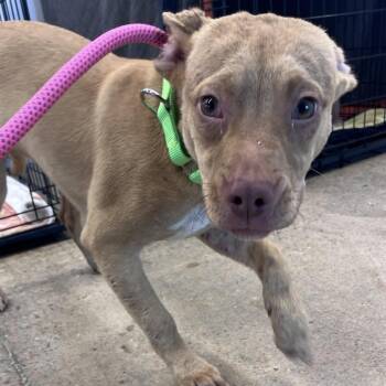 Mixed Breed Dogs Available for Adoption in Bentonville, Arkansas - Rosalind | PetCurious
