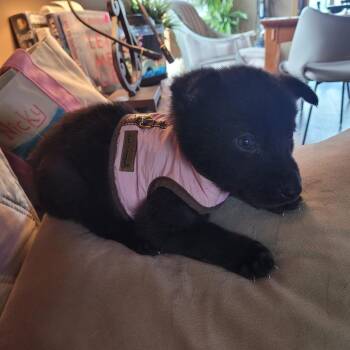 Border Collie Dogs Available for Adoption in Minnetonka, Minnesota - Ellison D69465 | PetCurious