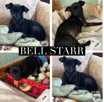 Chiweenie and Shih Tzu Dogs Available for Adoption - Bell Starr | PetCurious