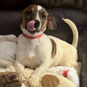 Arlo -  Jack Russell Terrier Dog for Adoption in Richmond, Virginia - Arlo | PetCurious