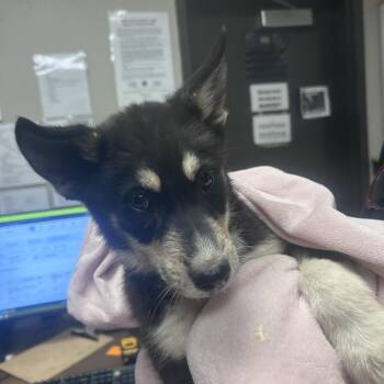 Shepherd and Husky Dogs Available for Adoption in Yuma, Arizona - Yukon | PetCurious