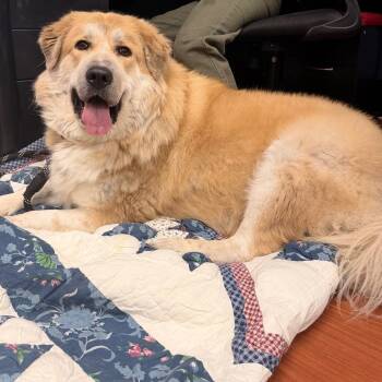 Polly Pocket -  Great Pyrenees and Tibetan Mastiff Dog for Adoption in Cheyenne, Wyoming - Polly Pocket | PetCurious