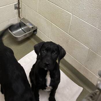Bouncy -  Black Labrador Retriever Dog for Adoption in Harrisonburg, Virginia - Bouncy | PetCurious