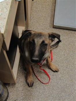 ADDY -  German Shepherd Dog and Mixed Breed Dog for Adoption in Albuquerque, New Mexico - ADDY | PetCurious