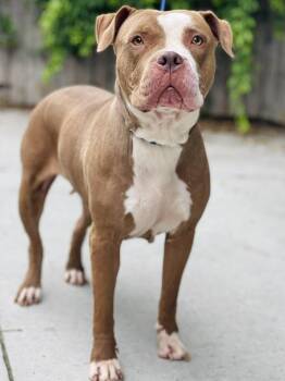 AC-4628 "Star" -  American Bully Dog Available for Adoption in Conyers, Georgia - AC-4628 "Star" | PetCurious