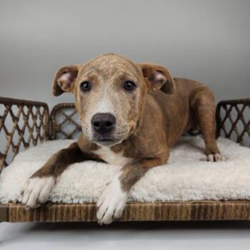 Pit Bull Terrier Dogs Available for Adoption in Fort Wayne, Indiana - Maple | PetCurious
