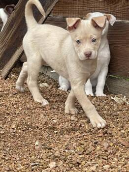 Australian Shepherd and Australian Kelpie Dogs Available for Adoption - Pearl | PetCurious