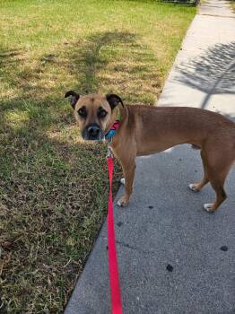 Podrick -  Labrador Retriever Dog for Adoption - Podrick | PetCurious