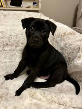 Rescue Labrador Retriever Dogs for Adoption in Fosters, Alabama - RANGER | PetCurious