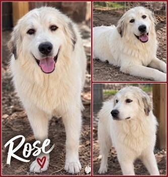 Rose -  Great Pyrenees Dog for Adoption in Zimmerman, Minnesota - Rose | PetCurious