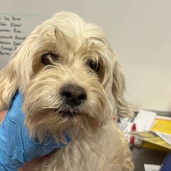Poodle Dogs Available for Adoption in Yuma, Arizona - Diana | PetCurious
